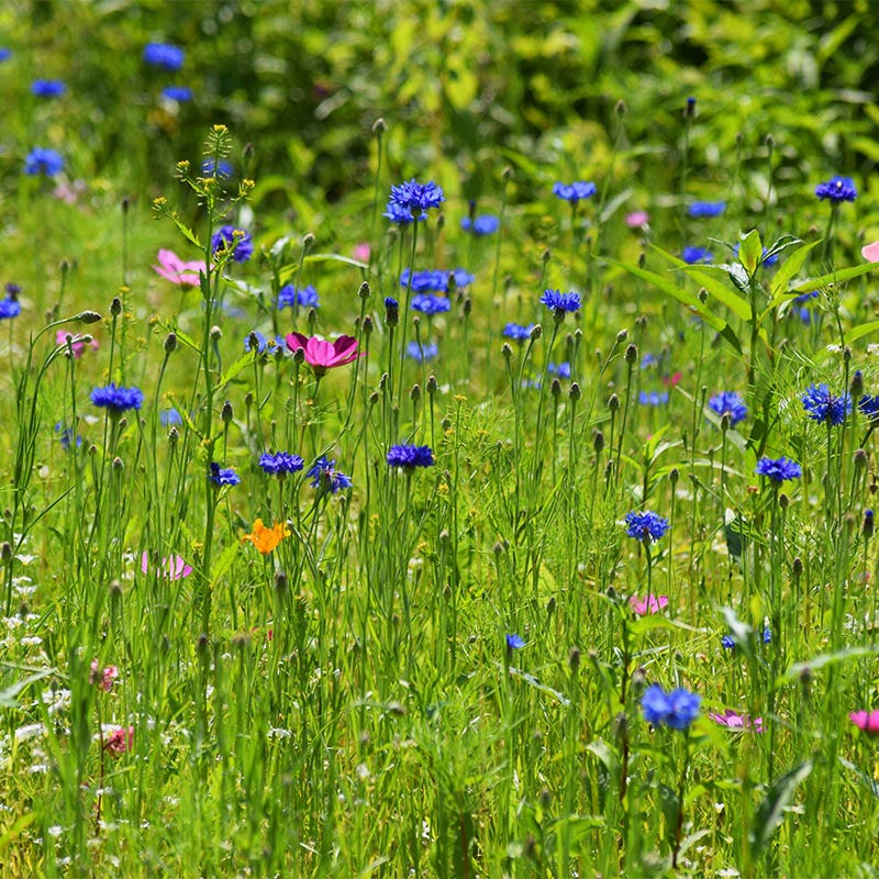 All Annual Bold Color Wildflower Seed Mix
