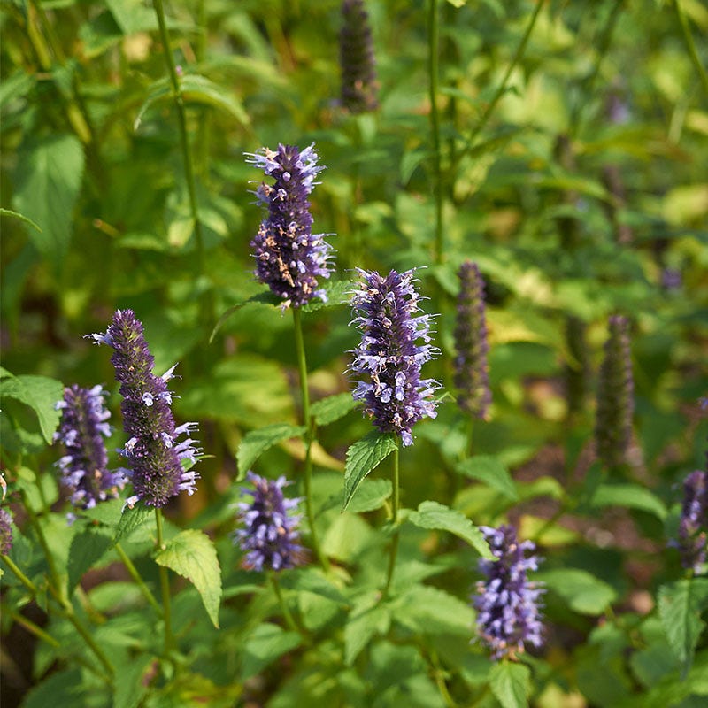Little Adder Hyssop - Thumbnail 2