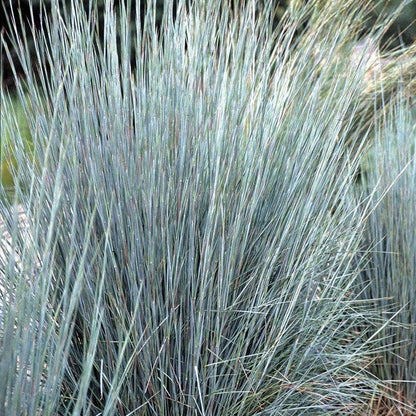 Carefree Ornamental Grass Pre-Planned Garden