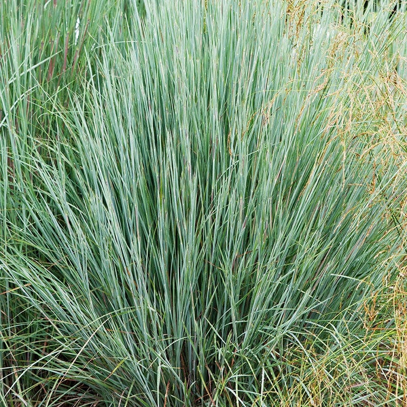 Prairie Blues Little Bluestem Grass