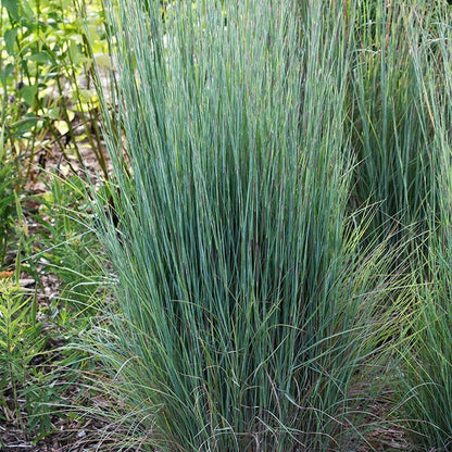Prairie Blues Little Bluestem Grass