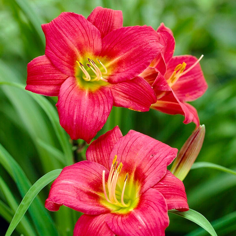 Little Business Reblooming Daylily