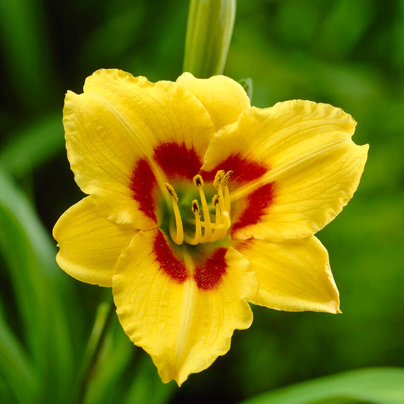 Little Cadet Reblooming Daylily