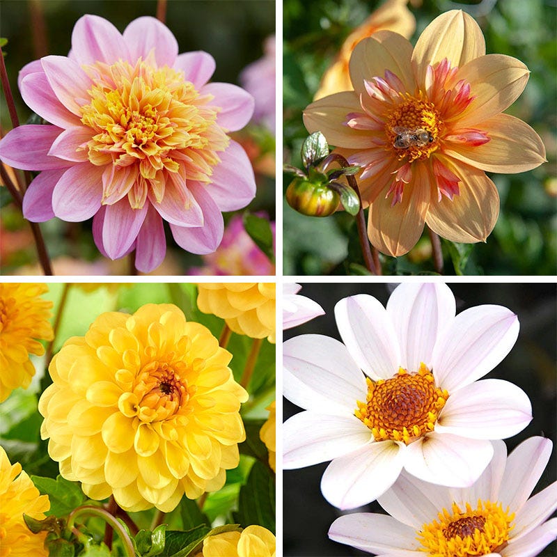 小物 dahlia dahlia Little Charmers Dahlia Collection | American Meadows