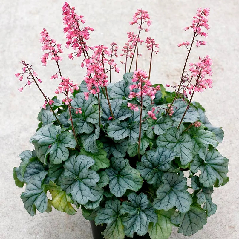 Little Cuties™ Shimmer Coral Bells