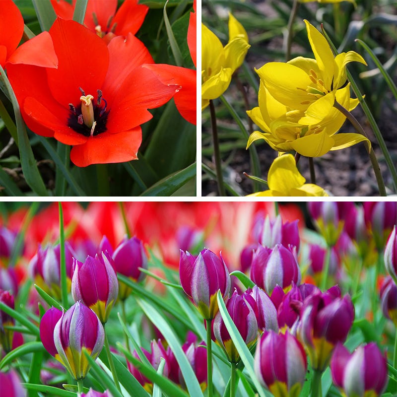 Little Gems Naturalizing Wild Tulip Collection