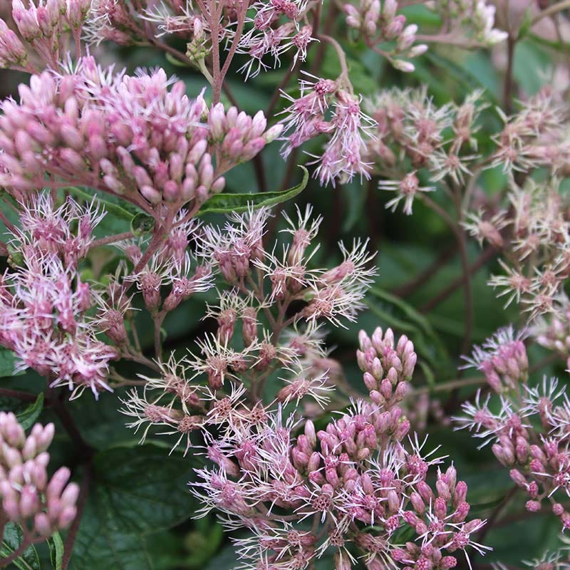 Pyue Pod Little-Pye Joe Pye Weed | Petite Pink, Pollinator Powerhouse