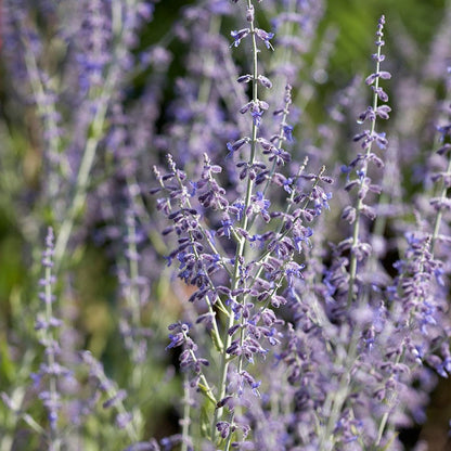 Little Spire Russian Sage