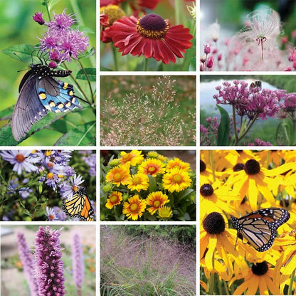 Lively Butterfly Meadow Native Pre-Planned Garden