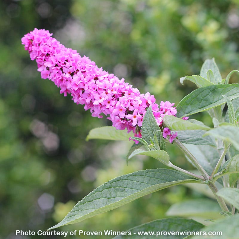 Pink Micro Chip Butterfly Bush