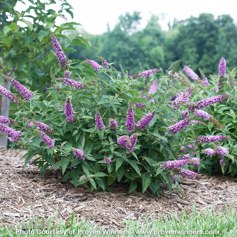 Pink Micro Chip Butterfly Bush, Buddleia