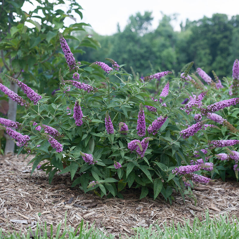Lo & Behold® 'Pink Micro Chip' Butterfly Bush, photo courtesy of Proven Winners®