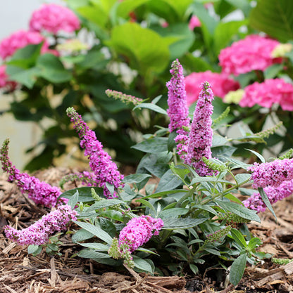 Lo & Behold® 'Pink Micro Chip' Butterfly Bush, photo courtesy of Proven Winners®
