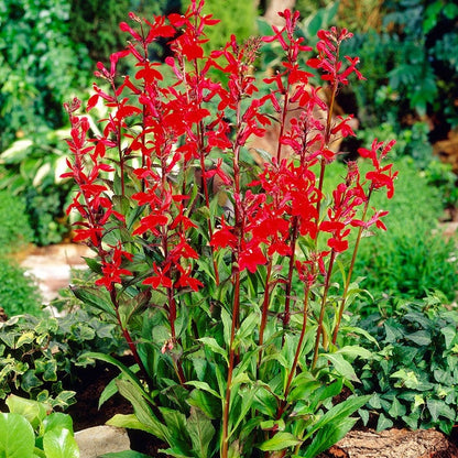 Cardinal Flower