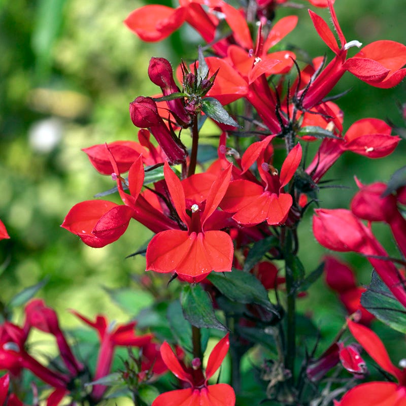 Queen Victoria Lobelia