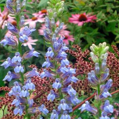 Great Blue Lobelia