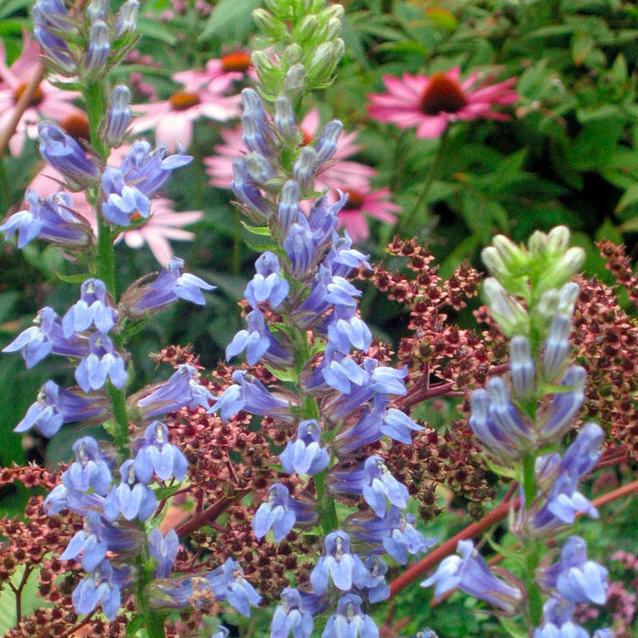 Great Blue Lobelia
