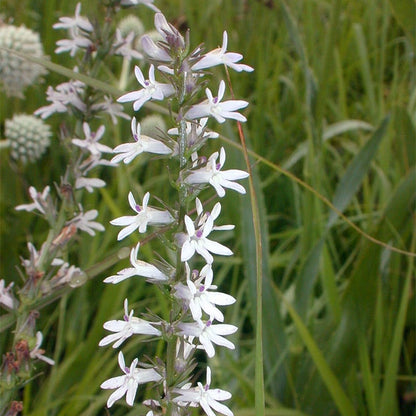 Pale Spiked Lobelia Seeds