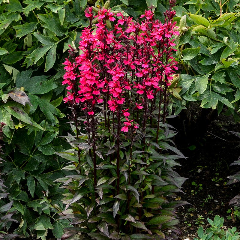 Starship Deep Rose Lobelia