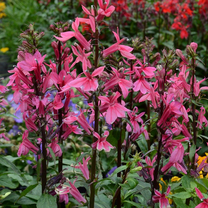 Starship Deep Rose Lobelia