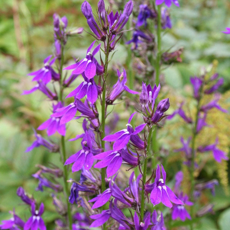 Vedrariensis Lobelia
