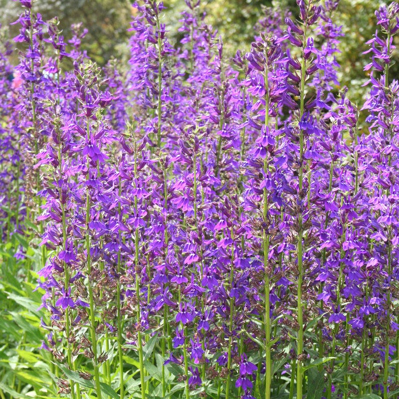 Vedrariensis Lobelia - Thumbnail 3