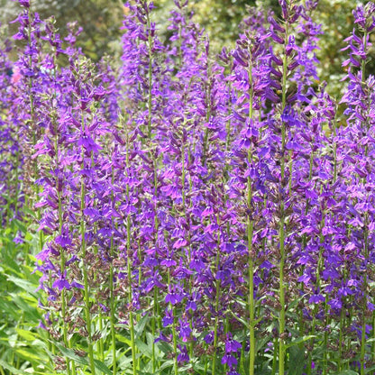 Vedrariensis Lobelia