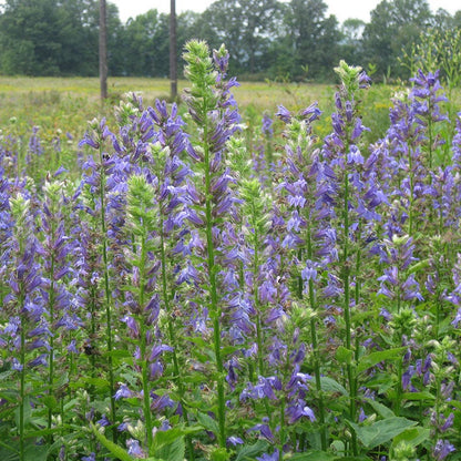 Blue Cardinal Flower Seeds