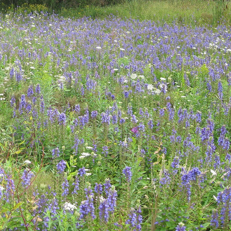 blue cardinal flower seeds Cardinal Flower Seeds | Blue