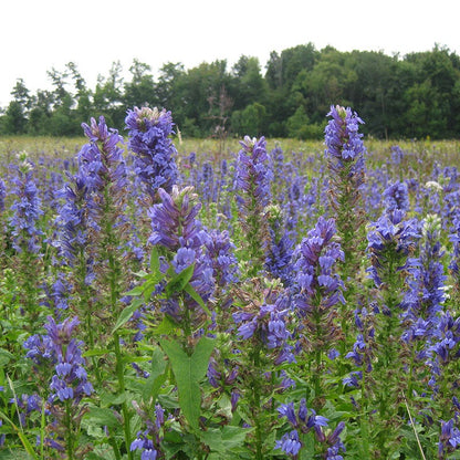 Blue Cardinal Flower Seeds