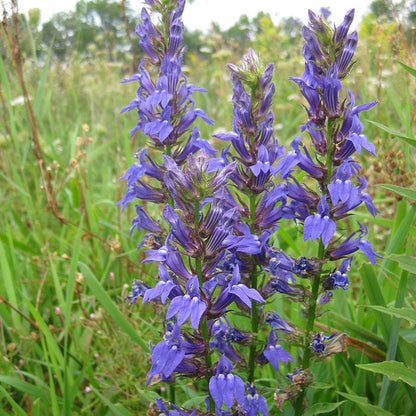 Blue Cardinal Flower Seeds