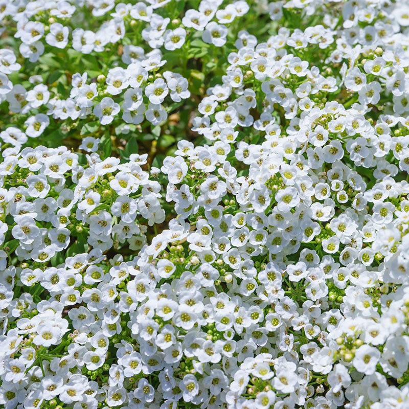 Deer Resistant Wildflower Seed Collection