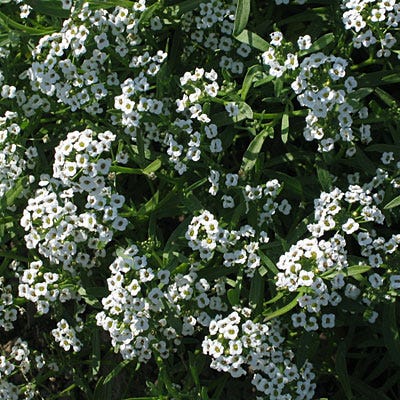 Feed The Bees Seed Packet Collection