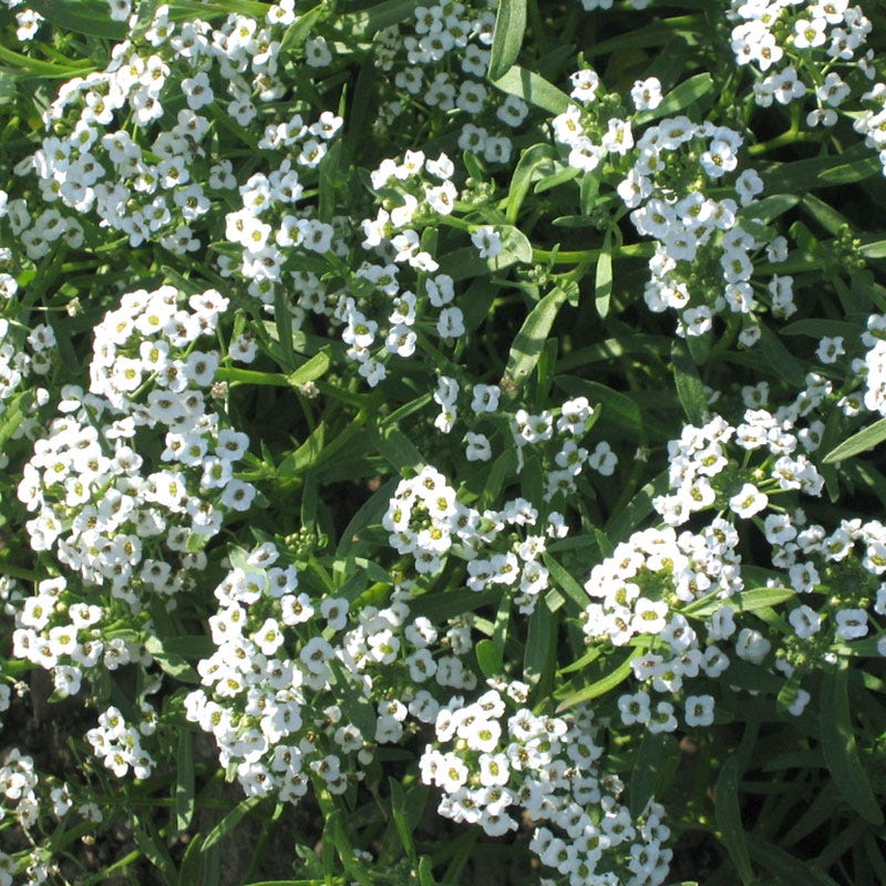 Sweet Alyssum Seeds
