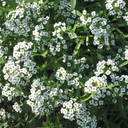 Sweet Alyssum Seeds