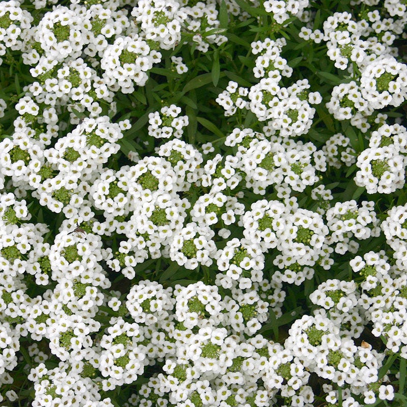Sweet Alyssum Seeds