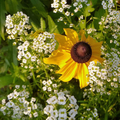 Sweet Alyssum Seeds