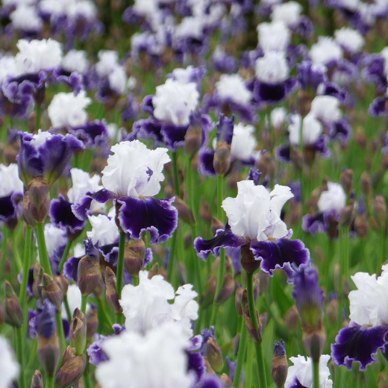 Local Ocean Bearded Iris