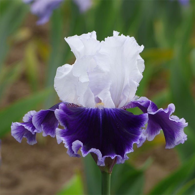 Local Ocean Bearded Iris