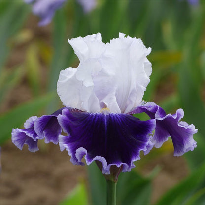 Local Ocean Bearded Iris