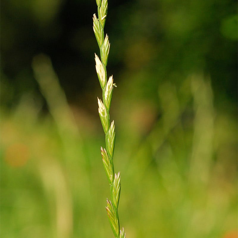 planting ryegrass seed in texas Perennial Rye Grass Seeds, Lolium perenne