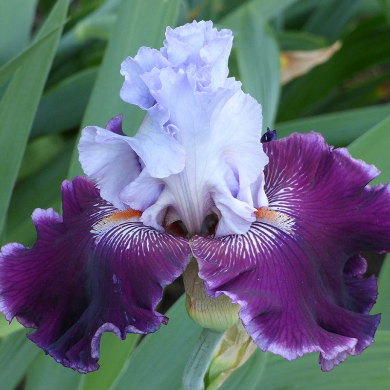 Lone Wolf Bearded Iris