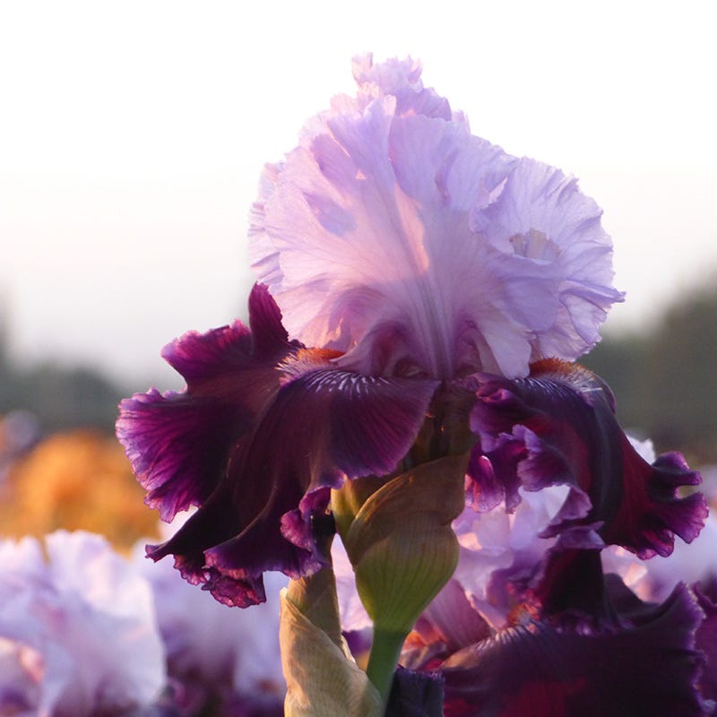 Lone Wolf Bearded Iris