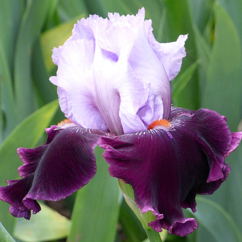 Crystal Ball Bearded Iris Collection
