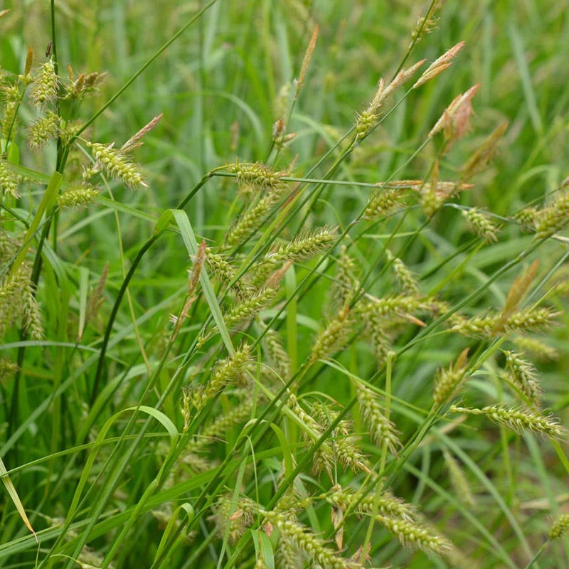 Long Beaked Sedge