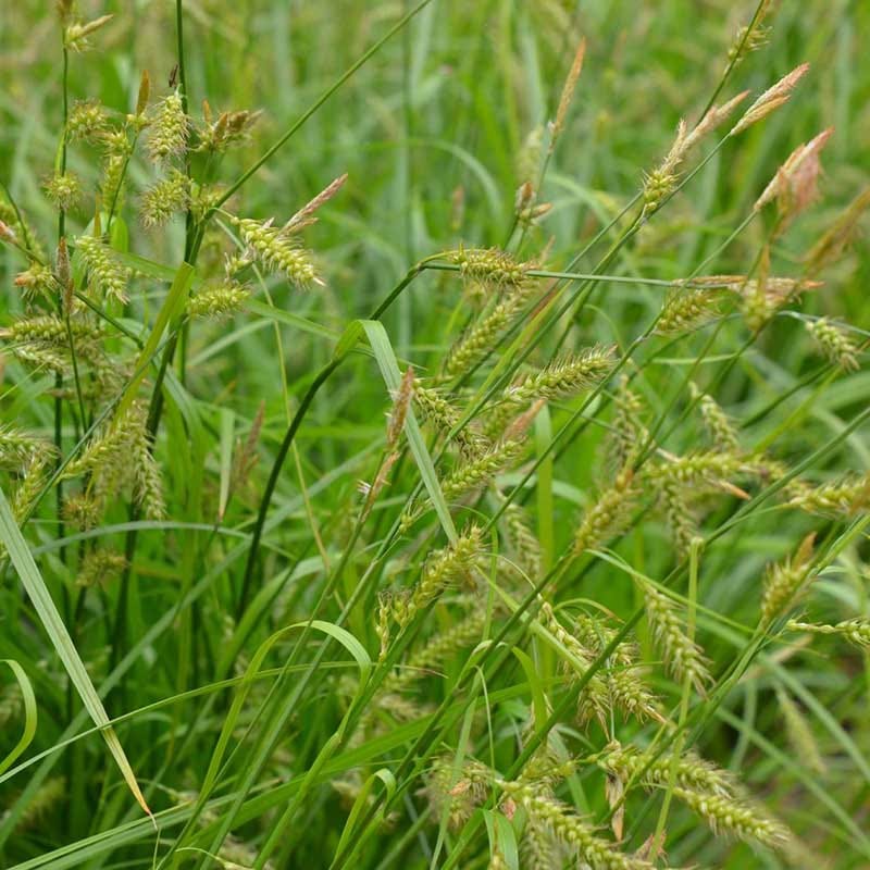Woodland Edge Native Plant Collection