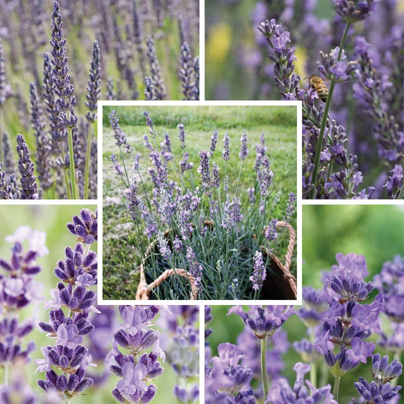 Long Blooming Lavender Collection