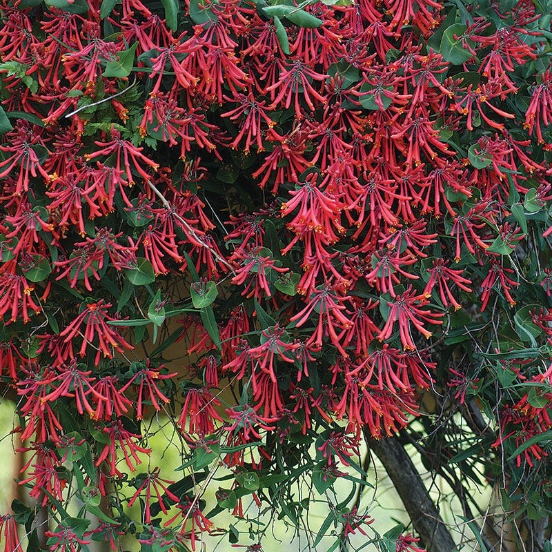Major Wheeler Honeysuckle Vine