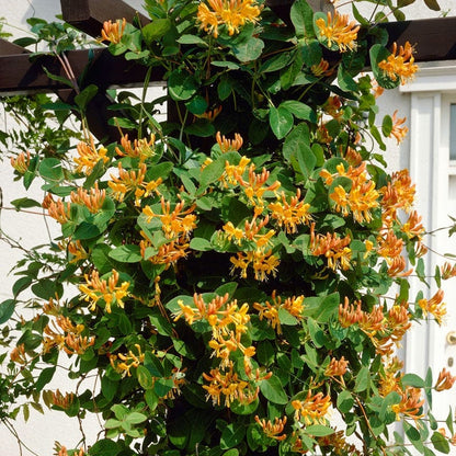 Mandarin Honeysuckle Vine
