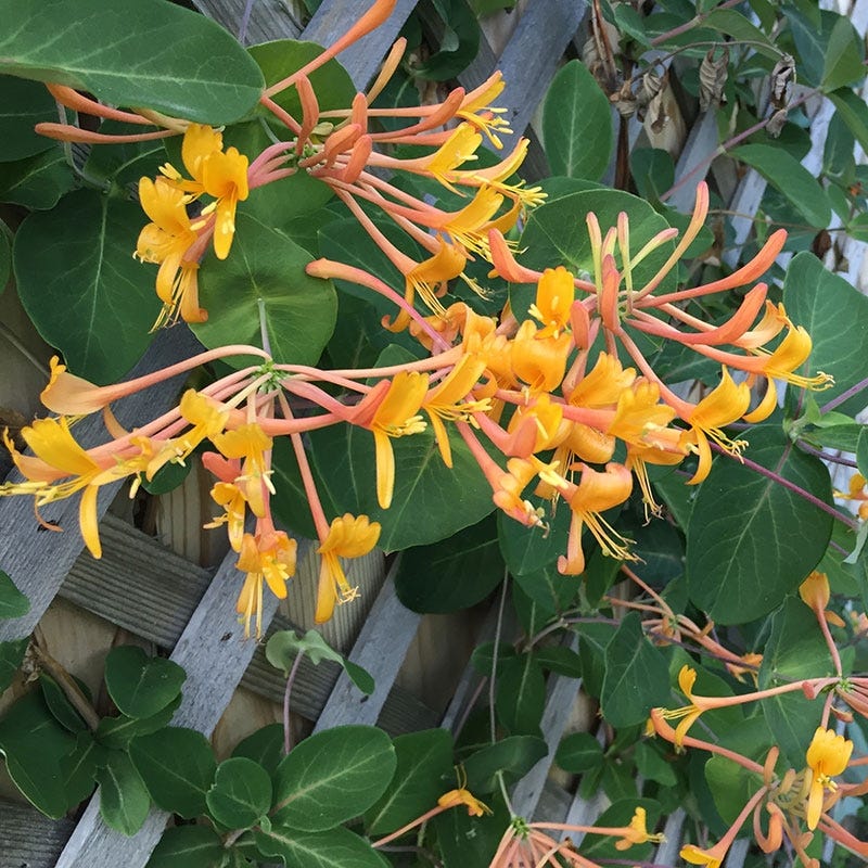 Mandarin Honeysuckle Vine, Lonicera